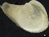  ( - ZMBN_126510)  @11 [ ] CreativeCommons - Attribution Non-Commercial Share-Alike (2019) University of Bergen University of Bergen, Natural History Collections