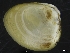  ( - ZMBN_126527)  @11 [ ] CreativeCommons - Attribution Non-Commercial Share-Alike (2019) University of Bergen University of Bergen, Natural History Collections
