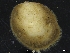  (Limopsis aurita - ZMBN_126548)  @11 [ ] CreativeCommons - Attribution Non-Commercial Share-Alike (2019) University of Bergen University of Bergen, Natural History Collections