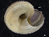  (Solariellidae - ZMBN_126627)  @11 [ ] CreativeCommons - Attribution Non-Commercial Share-Alike (2019) University of Bergen University of Bergen, Natural History Collections