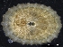  ( - ZMBN_126655)  @11 [ ] CreativeCommons - Attribution Non-Commercial Share-Alike (2019) University of Bergen University of Bergen, Natural History Collections