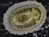  ( - ZMBN_126655)  @11 [ ] CreativeCommons - Attribution Non-Commercial Share-Alike (2019) University of Bergen University of Bergen, Natural History Collections