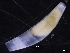  ( - ZMBN_129851)  @11 [ ] CreativeCommons - Attribution Non-Commercial Share-Alike (2019) University of Bergen University of Bergen, Natural History Collections