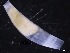  ( - ZMBN_129851)  @11 [ ] CreativeCommons - Attribution Non-Commercial Share-Alike (2019) University of Bergen University of Bergen, Natural History Collections