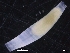  ( - ZMBN_129861)  @11 [ ] CreativeCommons - Attribution Non-Commercial Share-Alike (2019) University of Bergen University of Bergen, Natural History Collections