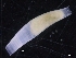 ( - ZMBN_129861)  @11 [ ] CreativeCommons - Attribution Non-Commercial Share-Alike (2019) University of Bergen University of Bergen, Natural History Collections