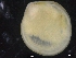  ( - ZMBN_129870)  @11 [ ] CreativeCommons - Attribution Non-Commercial Share-Alike (2019) University of Bergen University of Bergen, Natural History Collections