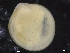 ( - ZMBN_129870)  @11 [ ] CreativeCommons - Attribution Non-Commercial Share-Alike (2019) University of Bergen University of Bergen, Natural History Collections