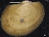  ( - ZMBN_129880)  @11 [ ] CreativeCommons - Attribution Non-Commercial Share-Alike (2019) University of Bergen University of Bergen, Natural History Collections
