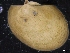  (Bathyarca pectunculoides - ZMBN_129880)  @11 [ ] CreativeCommons - Attribution Non-Commercial Share-Alike (2019) University of Bergen University of Bergen, Natural History Collections