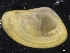  ( - ZMBN_129886)  @11 [ ] CreativeCommons - Attribution Non-Commercial Share-Alike (2019) University of Bergen University of Bergen, Natural History Collections
