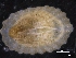  ( - ZMBN_129901)  @11 [ ] CreativeCommons - Attribution Non-Commercial Share-Alike (2019) University of Bergen University of Bergen, Natural History Collections