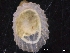  ( - ZMBN_129901)  @11 [ ] CreativeCommons - Attribution Non-Commercial Share-Alike (2019) University of Bergen University of Bergen, Natural History Collections