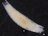  (Cadulus cf. sp - ZMBN_129920)  @11 [ ] CreativeCommons - Attribution Non-Commercial Share-Alike (2019) University of Bergen University of Bergen, Natural History Collections