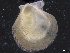  ( - ZMBN_129924)  @11 [ ] CreativeCommons - Attribution Non-Commercial Share-Alike (2019) University of Bergen University of Bergen, Natural History Collections