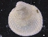  ( - ZMBN_129927)  @11 [ ] CreativeCommons - Attribution Non-Commercial Share-Alike (2019) University of Bergen University of Bergen, Natural History Collections