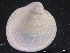  ( - ZMBN_129927)  @11 [ ] CreativeCommons - Attribution Non-Commercial Share-Alike (2019) University of Bergen University of Bergen, Natural History Collections
