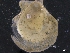  ( - ZMBN_129935)  @11 [ ] CreativeCommons - Attribution Non-Commercial Share-Alike (2019) University of Bergen University of Bergen, Natural History Collections