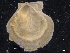  ( - ZMBN_129936)  @11 [ ] CreativeCommons - Attribution Non-Commercial Share-Alike (2019) University of Bergen University of Bergen, Natural History Collections