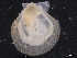  ( - ZMBN_129937)  @11 [ ] CreativeCommons - Attribution Non-Commercial Share-Alike (2019) University of Bergen University of Bergen, Natural History Collections