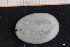  ( - ZMBN_129950)  @11 [ ] CreativeCommons - Attribution Non-Commercial Share-Alike (2019) University of Bergen University of Bergen, Natural History Collections