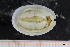  ( - ZMBN_129950)  @11 [ ] CreativeCommons - Attribution Non-Commercial Share-Alike (2019) University of Bergen University of Bergen, Natural History Collections