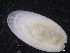  ( - ZMBN_129979)  @11 [ ] CreativeCommons - Attribution Non-Commercial Share-Alike (2019) University of Bergen University of Bergen, Natural History Collections