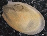  ( - ZMBN_129982)  @11 [ ] CreativeCommons - Attribution Non-Commercial Share-Alike (2019) University of Bergen University of Bergen, Natural History Collections