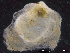  ( - ZMBN_129993)  @11 [ ] CreativeCommons - Attribution Non-Commercial Share-Alike (2019) University of Bergen University of Bergen, Natural History Collections