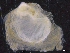  ( - ZMBN_129993)  @11 [ ] CreativeCommons - Attribution Non-Commercial Share-Alike (2019) University of Bergen University of Bergen, Natural History Collections