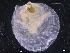  ( - ZMBN_129995)  @11 [ ] CreativeCommons - Attribution Non-Commercial Share-Alike (2019) University of Bergen University of Bergen, Natural History Collections