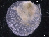  ( - ZMBN_129995)  @11 [ ] CreativeCommons - Attribution Non-Commercial Share-Alike (2019) University of Bergen University of Bergen, Natural History Collections