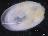  ( - ZMBN_129996)  @11 [ ] CreativeCommons - Attribution Non-Commercial Share-Alike (2019) University of Bergen University of Bergen, Natural History Collections