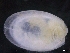  ( - ZMBN_129996)  @11 [ ] CreativeCommons - Attribution Non-Commercial Share-Alike (2019) University of Bergen University of Bergen, Natural History Collections