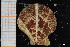  ( - ZMBN_129999)  @11 [ ] CreativeCommons - Attribution Non-Commercial Share-Alike (2019) University of Bergen University of Bergen, Natural History Collections