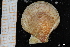  ( - ZMBN_129999)  @11 [ ] CreativeCommons - Attribution Non-Commercial Share-Alike (2019) University of Bergen University of Bergen, Natural History Collections