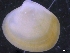  ( - ZMBN_130023)  @11 [ ] CreativeCommons - Attribution Non-Commercial Share-Alike (2019) University of Bergen University of Bergen, Natural History Collections