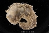  ( - ZMBN_139653)  @11 [ ] Creative Commons BY NC SA (2021) University of Bergen Natural History Collections