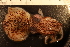  ( - ZMBN_157803)  @11 [ ] Creative Commons BY SA (2023) University of Bergen Natural History Collections