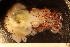  ( - ZMBN_157803)  @11 [ ] Creative Commons BY SA (2023) University of Bergen Natural History Collections