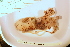  ( - ZMBN_157815)  @11 [ ] Creative Commons BY SA (2023) University of Bergen Natural History Collections
