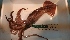  ( - ZMBN_157846)  @11 [ ] Creative Commons BY SA (2023) University of Bergen Natural History Collections