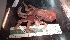  ( - ZMBN_157866)  @11 [ ] Creative Commons BY SA (2023) University of Bergen Natural History Collections
