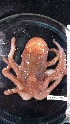  ( - ZMBN_157867)  @11 [ ] Creative Commons BY SA (2023) University of Bergen Natural History Collections