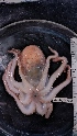  ( - ZMBN_157867)  @11 [ ] Creative Commons BY SA (2023) University of Bergen Natural History Collections