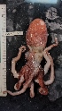  ( - ZMBN_157871)  @11 [ ] Creative Commons BY SA (2023) University of Bergen Natural History Collections