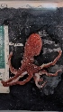  ( - ZMBN_157871)  @11 [ ] Creative Commons BY SA (2023) University of Bergen Natural History Collections