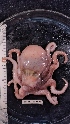  ( - ZMBN_157874)  @11 [ ] Creative Commons BY SA (2023) University of Bergen Natural History Collections