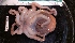  ( - ZMBN_157874)  @11 [ ] Creative Commons BY SA (2023) University of Bergen Natural History Collections