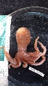  ( - ZMBN_157875)  @11 [ ] Creative Commons BY SA (2023) University of Bergen Natural History Collections